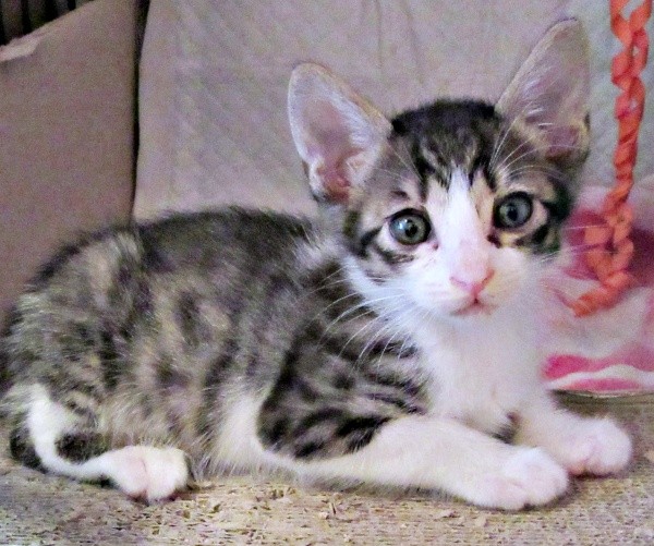 お迎え2日目、すっかりお顔がきれいになったくうちゃん（画像提供：Ｙさん）