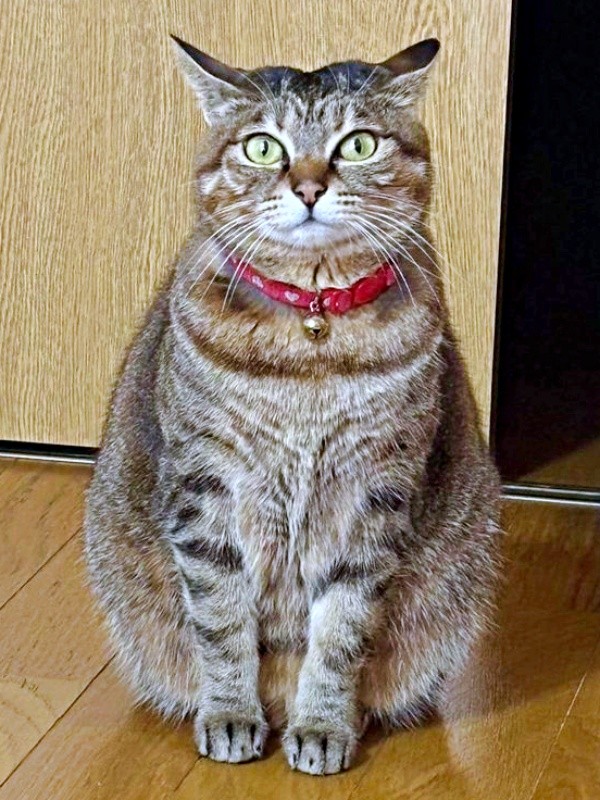 現在2歳を迎えたチャッピーちゃん（画像提供：やわいさん）