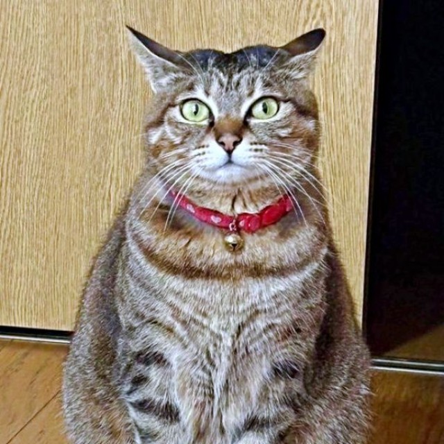 現在2歳を迎えたチャッピーちゃん（画像提供：やわいさん）