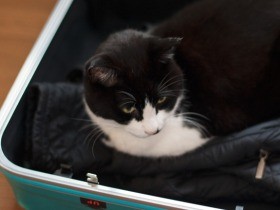 お泊まり先でおりこうな猫「ぽんた」　元気な「ほな－」にホロリ（32）