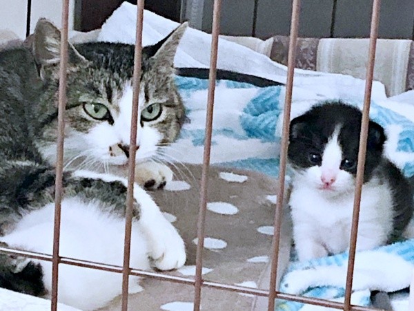 お迎え前、母猫と過ごしていた小さなフジくん（画像提供：ろうそくしっぽのフジさん）