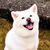 元保護犬・まゆちゃん。発見時、白い被毛は真っ黒でした（画像提供：秋田犬まゆ）