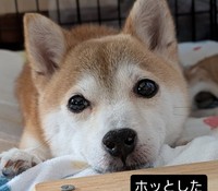 10月に入って、カメラを向けても逃げなくなったひよりちゃん。避妊手術を受けた