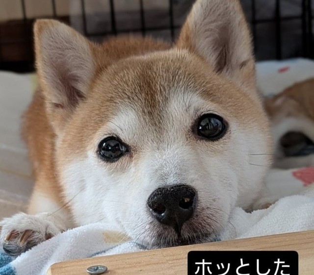 10月に入って、カメラを向けても逃げなくなったひよりちゃん。避妊手術を受けた