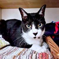 ゴールドの瞳が魅力的なこてつくん（画像提供：お母ちゃん こてつ ぜんさん）