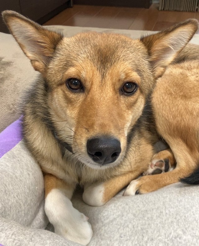 「姫」と呼んでくれる家族と出会えた元野犬の蓮ちゃん（ご家族より写真提供）