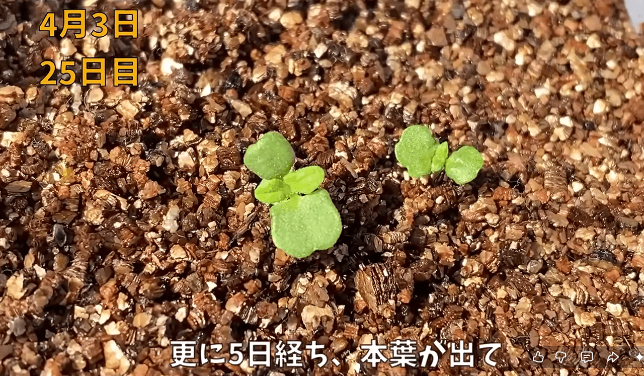 こんな小さな芽が、大量の大葉になるなんて　画像提供：のりんごさん