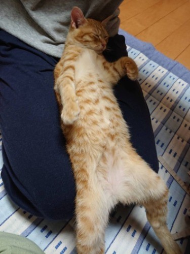 家に迎えた初日、息子の喬平さんの膝でくつろいだぷぅー(提供写真）