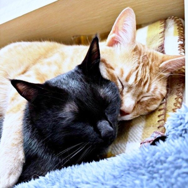 茶トラの兄猫・おぬくんと重なって眠るどんちゃん（画像提供：おぬどんさん）