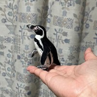 羊毛フェルトで制作したペンギン。続々と新作を発表しています（画像提供：モリタさん）