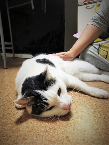 次郎近影。ふつうの甘えん坊猫の日々（奈々さん提供）