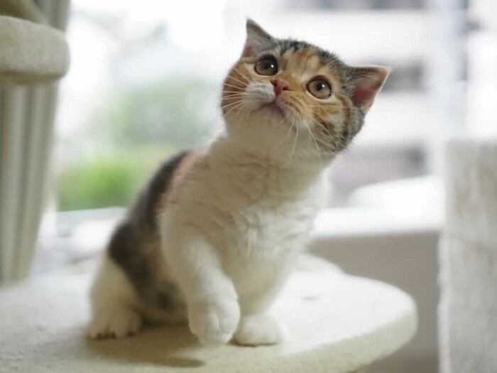 家に来たころの「みゆき」