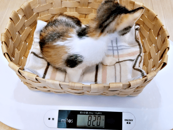 体重820グラムになったもんじゅちゃん（画像提供：ミロカノさん）