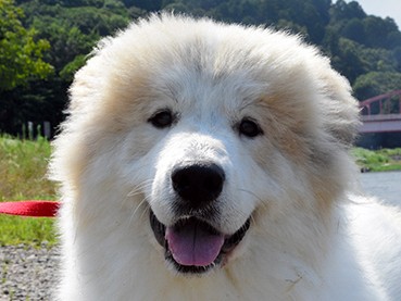 初めのての犬かきに成功！ ふわふわ綿毛のココロ