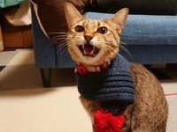 マフラー似合ってるね１