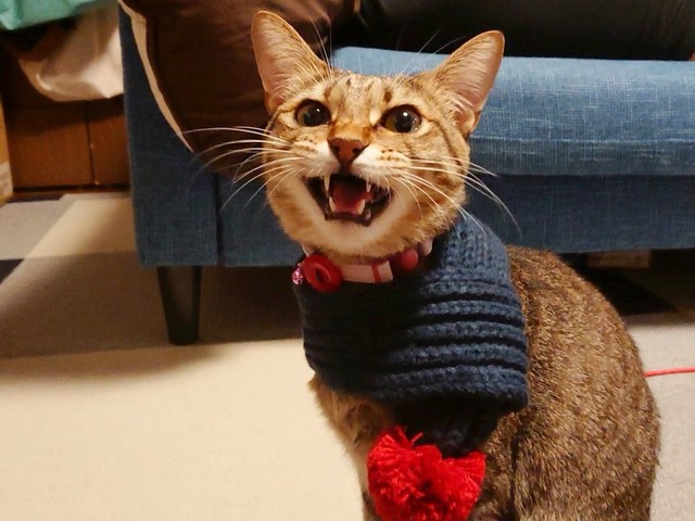 マフラー似合ってるね１