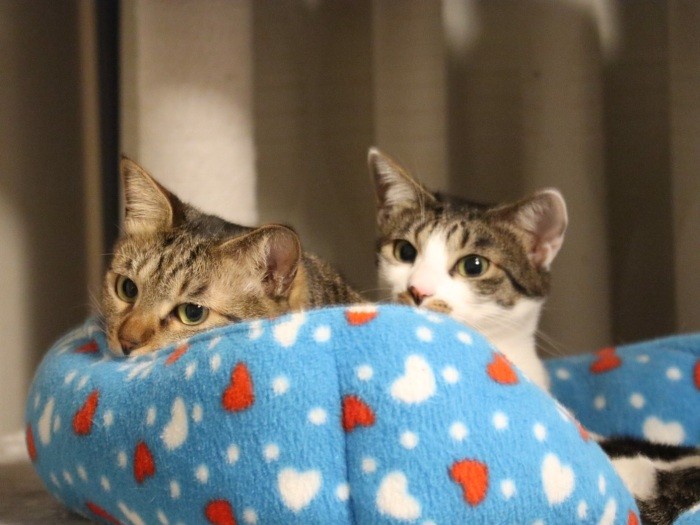 ２匹ですっぽり（石川さん提供）