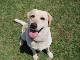 挑戦する勇気をくれたドジな警察犬「きな子」　銅像化へ支援募集