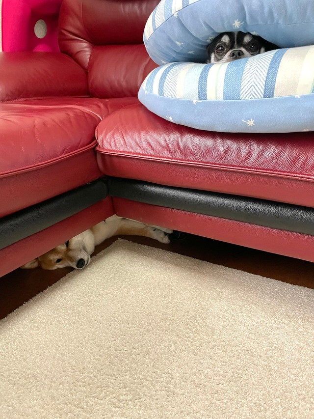 お家に引き篭もりがちなわんちゃんズ（提供：林さん）