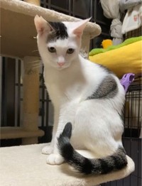 三井さんが里親を募集しているぬっくん