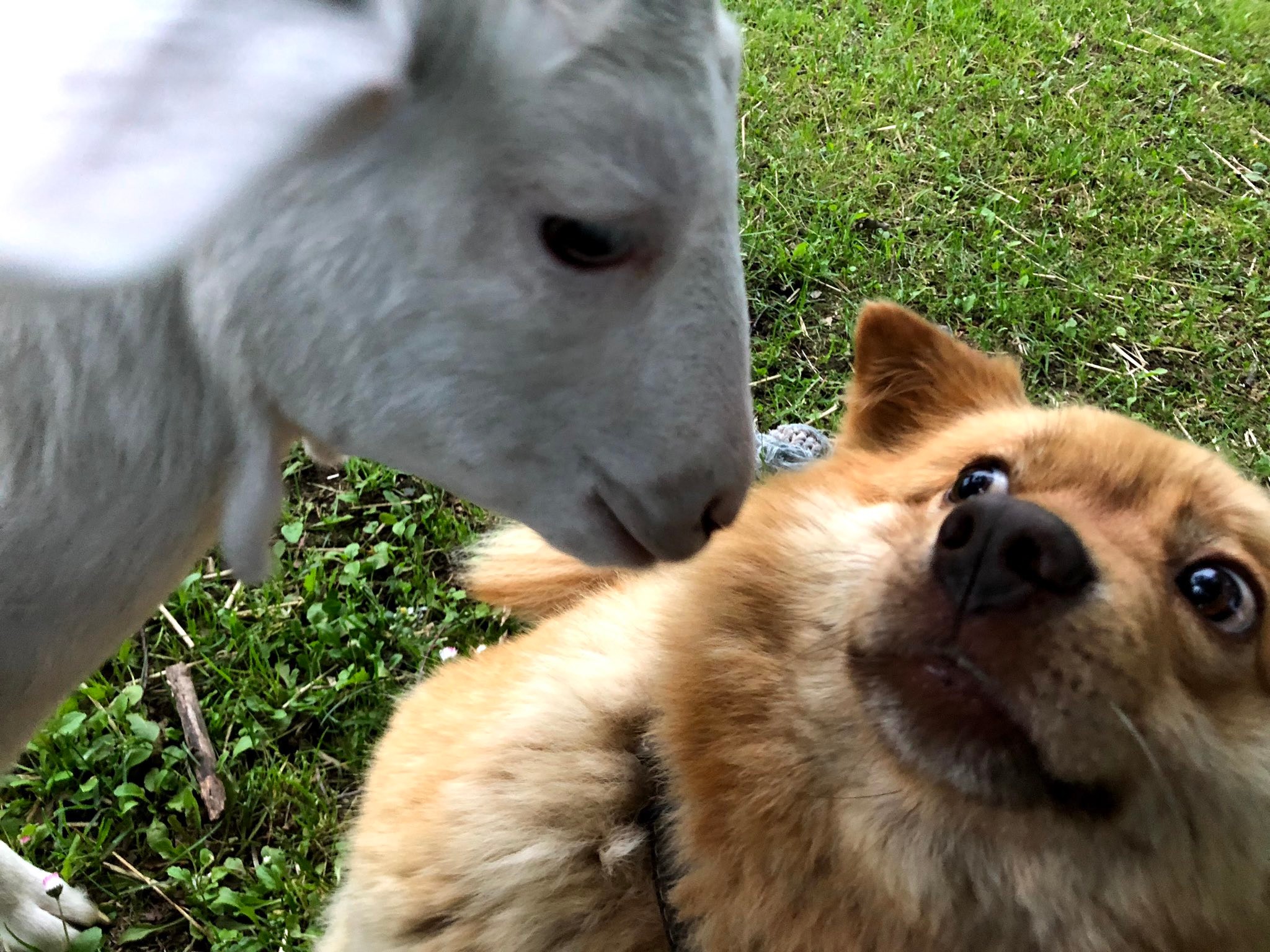 ヤギ 3件おまとめ