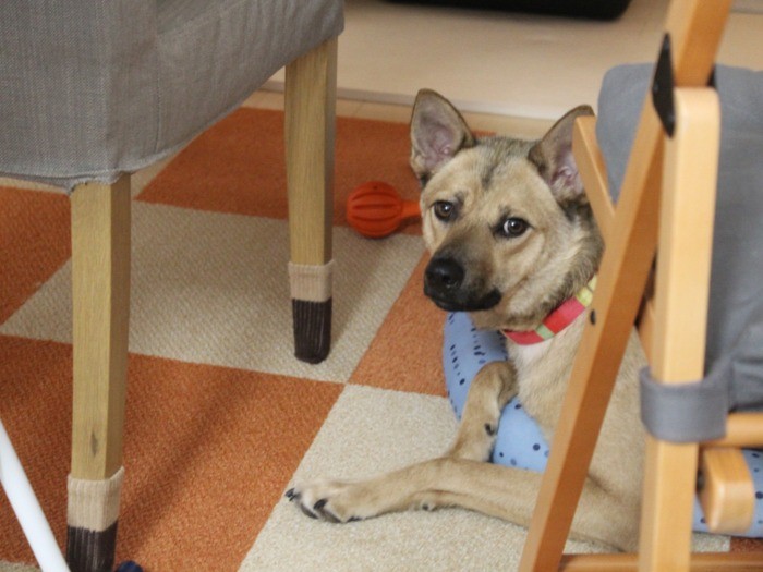 いろんな家具に守られて