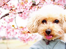 公園で春を満喫　怖がりで甘えっ子のトイプードル「りく」　