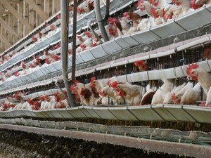 元農水相の鶏卵汚職事件で注目　それでも進まないアニマルウェルフェアへの配慮