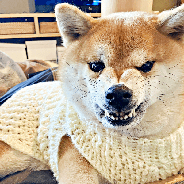 手編みの服を着てゴル顔になったココちゃん（画像提供：柴犬のココとヨッシーのDIYさん）