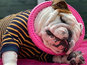オモチャ遊びに夢中で恍惚の表情を浮かべるブルドッグ「金太郎」