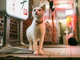 日本の“今”を生きる猫たち　ドキュメンタリーな猫写真展