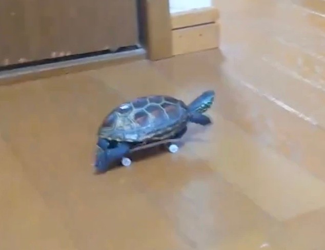 まさか亀がスケボーを乗りこなす日が来るとは…