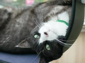 甘えん坊の元野良猫が脱走　効果ある？唐揚げを仕掛けて待ってみたら…