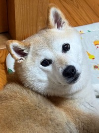 飼い主さんがお菓子を食べるのをじっと見つめるゆめちゃん（画像提供：柴犬の見る夢さん）