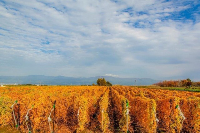 山形村の長芋畑の紅葉！蕎麦にも合いますね