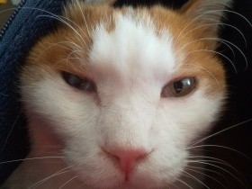 「ワクチンさえ受けていれば」飼い主一生の不覚！　愛猫の梵天丸が猫伝染性鼻気管炎に