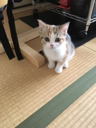 家にきたころの「モア」