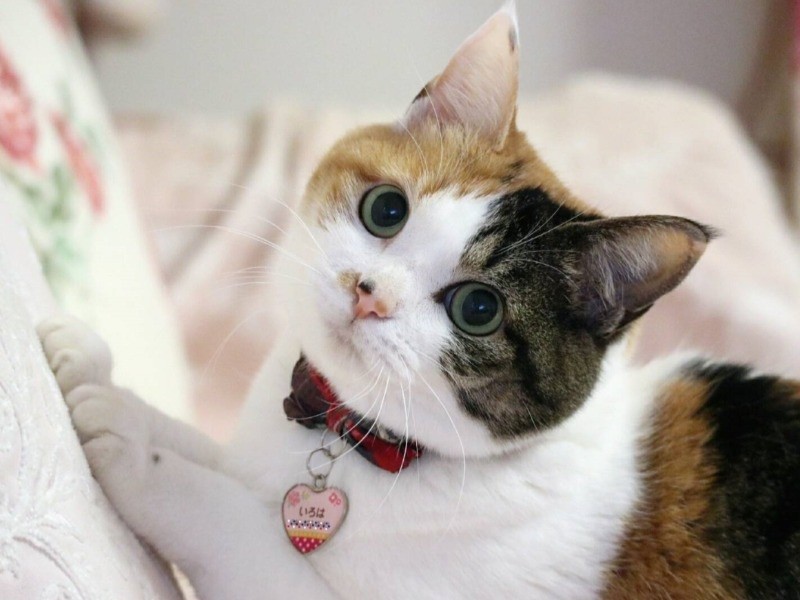 とっても甘えん坊