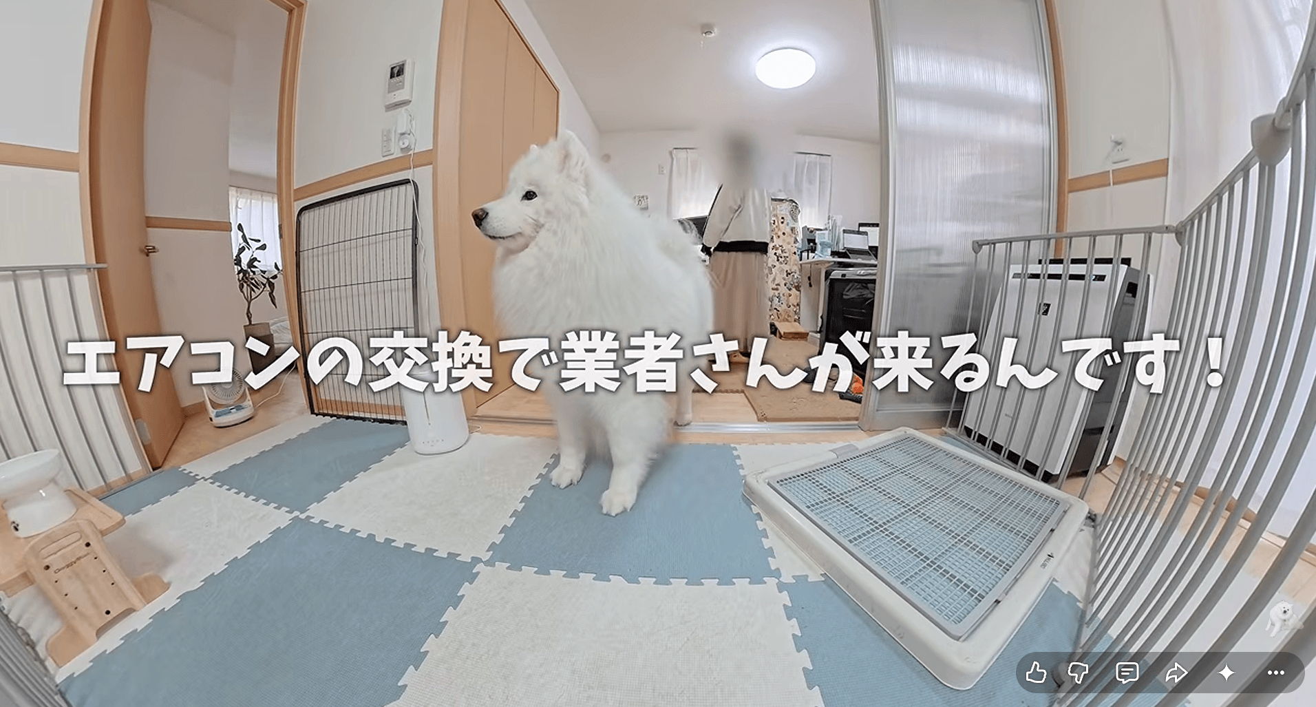 業者さんの来訪を前にワクワクするダッツくん（画像提供：ダッツファミリーCh.さん）