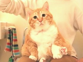 座った場所はイスではなく…　猫のぐっぴーが多義語を解説