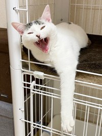 うちの子記念日を迎えたすみれちゃん（画像提供：さくら＆すみれさん）