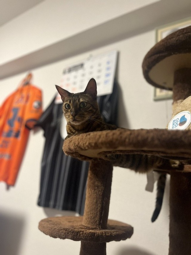 キャットタワーの上でまどろむ姿を見られるのも嬉しい