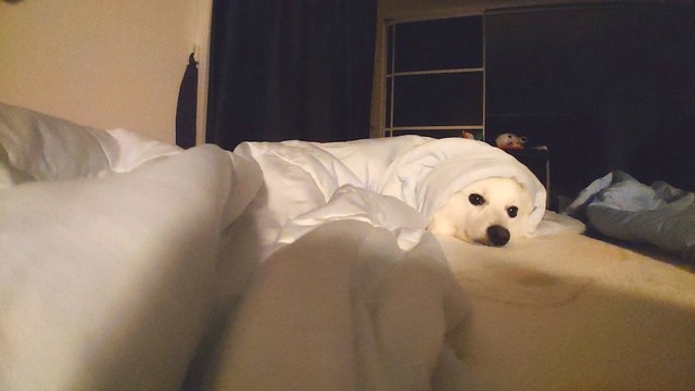 以前もお布団に包まれて可愛くなっていた楽くん（画像提供：くーさんママさん @kukuri_shibainu）