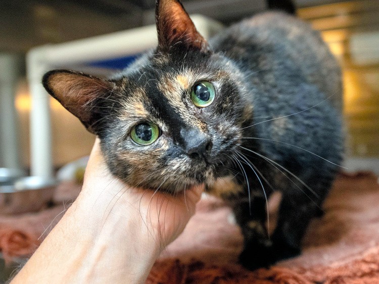 My name is Dharma and I'm a 6-year-old Tortie who was brought into the shelter because my owner had too many cats. I'm a sweet girl looking for love. #130278Ydr 072319 Pmk Spca Gallery