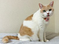 ペロッと舌を出したチョムスケくん（画像提供：あんしゃろちょむさん）