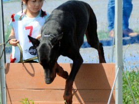 警察犬たちと競技会　家庭犬も参加、みんなの前でもできたかな？