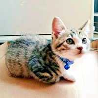 お迎え当初、生後推定1カ月半の元気くん。ちょこんと座る姿が愛らしい（画像提供：MOTOさん）