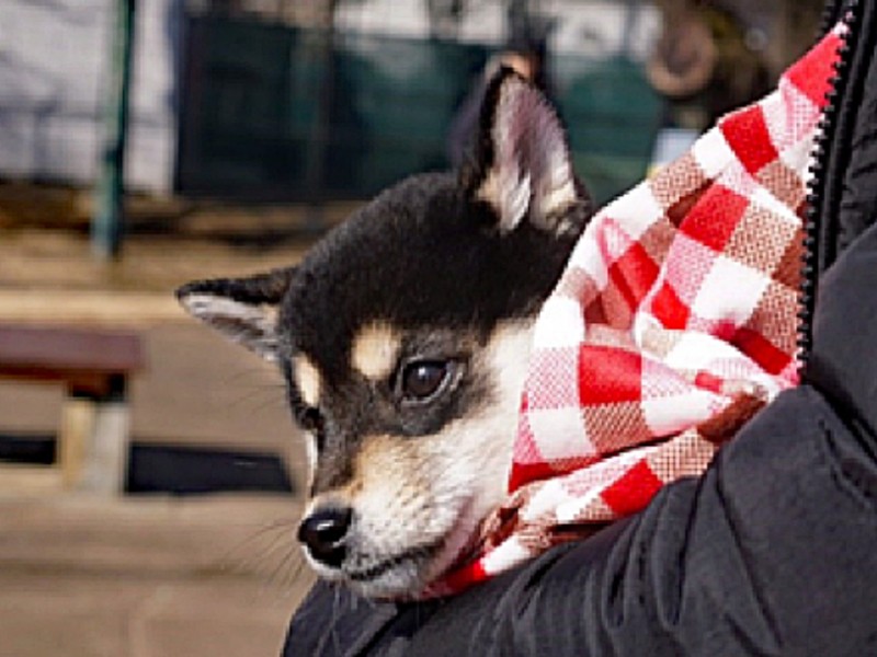 混合ワクチンの接種が終わる前は抱っこでお出かけを