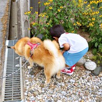 散歩中、そろってクン活するコンソメくんと、息子さん（画像提供：ポメ柴コンソメ 4歳さん）