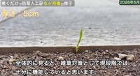 【5cm】境界付近以外には雑草は見当たらず、全体的には十分に機能していると思います／しかちゃんねる【庭づくりDIY】さん（@しかちゃんねる-b4d）提供